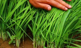 爆料假割韭菜视频大全最新,最新爆料假割韭菜视频大盘点