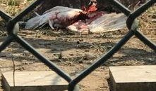 鸡鸣白鹤最新爆料,娱乐圈最新爆料大起底